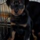 Rotterman Puppies Rottweiler Doberman 10 weeks old