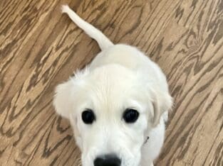 AKC English Cream Golden Retriever Puppy