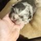 Blue merle fluffy French bulldog puppy