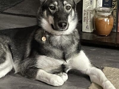 Looking for a forever home with a loving family
