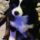 Mini Australian shepherd puppies
