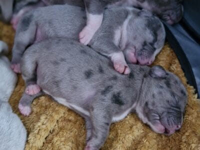 Mearl Cane corso x american bulldog pupoies