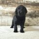 F1 Standard Labradoodles