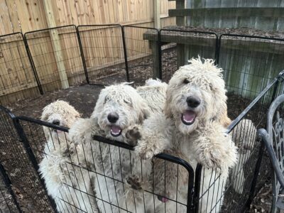 Goldendoodle pups