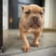 American Bully micro