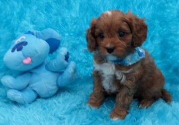 *Reduced Price* New Litters Beautiful CavaPoo Boys