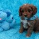 *Reduced Price* New Litters Beautiful CavaPoo Boys