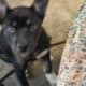 Rehoming puppies