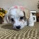 Rare Color Hypoallergenic Maltipoo Puppies