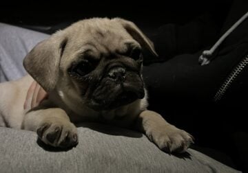 Male Pug Puppy