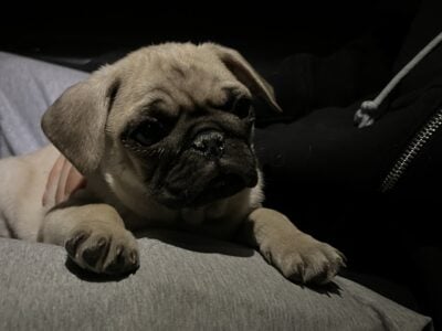 Male Pug Puppy