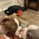 Hart, handsome red Boston terrier
