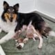 AKC Collie Puppies