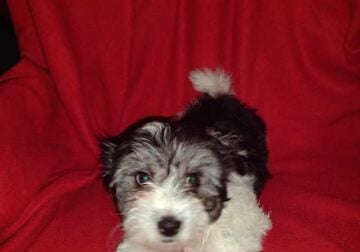 Knuckles, Coton de Tulear APRI Mother’s day specia