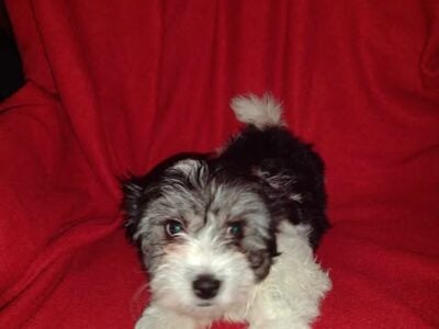 Knuckles, Coton de Tulear APRI spring break specia