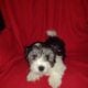 Knuckles, Coton de Tulear APRI Mother’s day specia