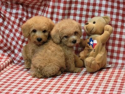 Poodle Puppies