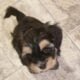 Beautiful Havanese Puppy available