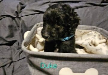 Double Doodle Puppies