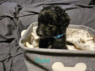 Double Doodle Puppies