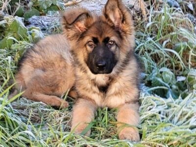 german shephard puppy