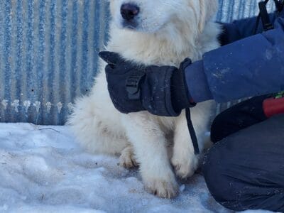 Great Pyrenees Puppy