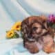 ICA registered Yorkiepoo