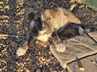husky mixed pitbull