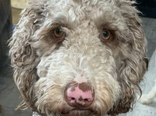 Male Goldendoodle