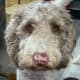 Male Goldendoodle