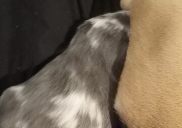Blue merle fluffy French bulldog puppy