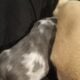 Blue merle fluffy French bulldog puppy