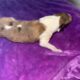 AKC Rough collies ready for homes April 10th 2025