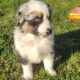 AKC Registry of “purebred” Australian Shepherds
