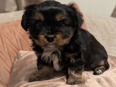 Morkie puppies