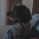 Mini Goldendoodle