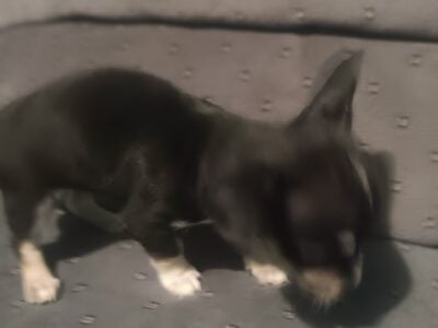 2 male puppies