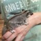 Male Sugar Gliders For Sale