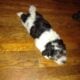 Knuckles, Coton de Tulear APRI Mother’s day specia