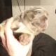 Isabella fluffy lilac tri french bulldog puppy