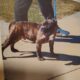 10 month Male Bully Brindle