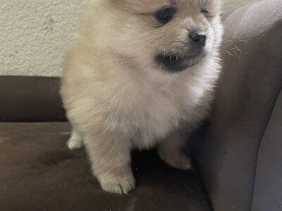 Female pomeranian 2