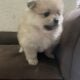 Female pomeranian 2