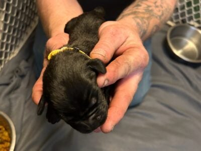 Cane Corso puppies