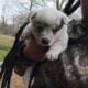 Blue Heeler Puppies
