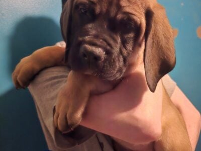 English Mastiff puppies