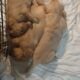 Golden retriever puppies!!