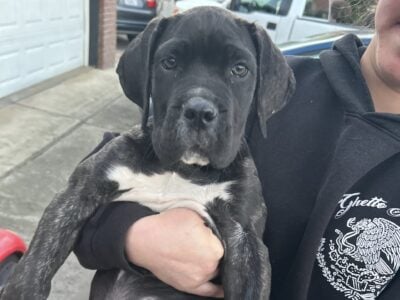Beautiful Cane Corso Puppy(boy)