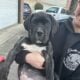 Beautiful Cane Corso Puppy(boy)
