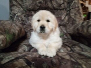 ENGLISH GOLDEN RETRIEVER FEMALE